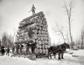 Michigan Pine c1890s