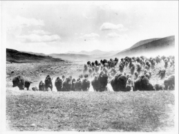 Bison Herd Montana